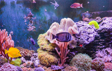 Naklejka premium Reef tank, marine aquarium full of fishes and plants. Tank filled with water for keeping live underwater animals. Zoanthus. Zebrasoma. Fire Shrimp, Mandarin Fish, Pterapogon, Wrasse. 