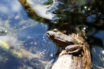 A frog on a log in a pond.