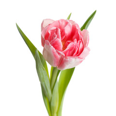 Pink tulip isolated on white background.