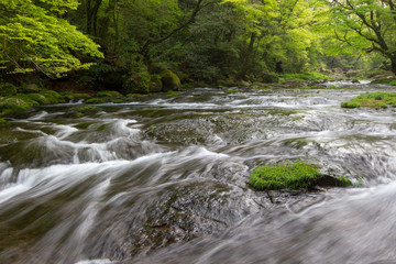 Obraz premium 熊本菊池渓谷の渓流