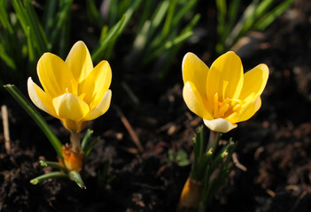 close photo of two blooming yellow crocuses in contrast with dark background

