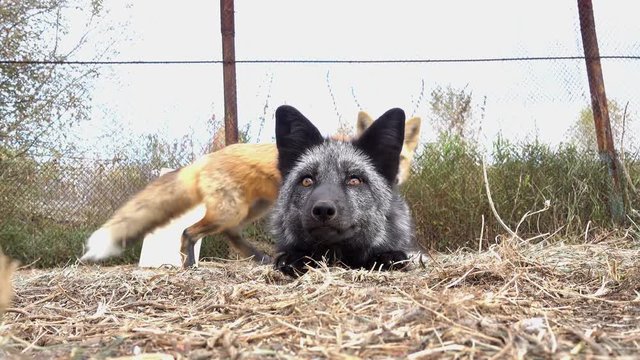 Domesticated fox. Young black fox resting outdoor. 