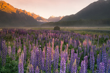 Purple lupine flower full bloom with mountain background, New Zealand Autumn season natural landscape background © pranodhm