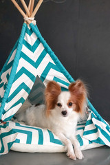 cute dog in teepee tent © enchanted_fairy