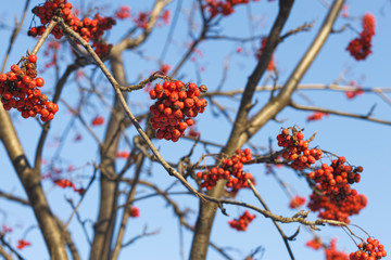 Branches of mountain ash (rowan) with bright red berries