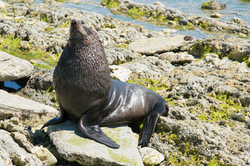Naklejka premium Naturalna foka na plaży, dzikie zwierzę Nowa Zelandia