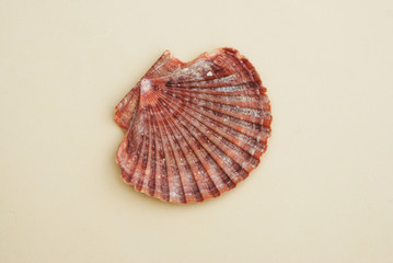 Scallop Shell Isolated on Neutral Ivory background. Close-up view. Summer and Holliday Concept.
