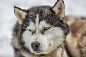 Siberian husky dogs waiting for the sledge ride