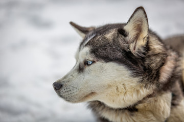 Siberian husky dogs waiting for the sledge ride