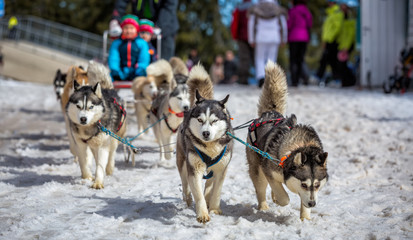 Husky dogs are pulling sledge at sunny winter forest 