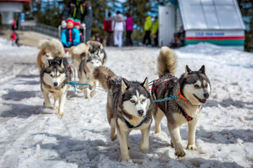 Husky dogs are pulling sledge at sunny winter forest 