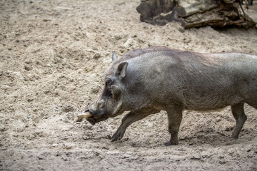 Wild boar in a Berlin Zoo