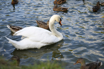 Fototapeta premium White swan with ducks