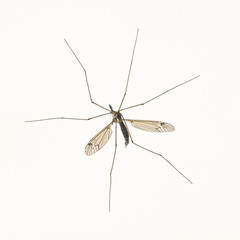 gran mosquito