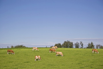 Kuhherde auf grüner Wiese