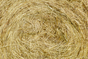 Hay texture