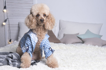 poodle in shirt