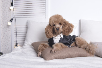 poodle in costume