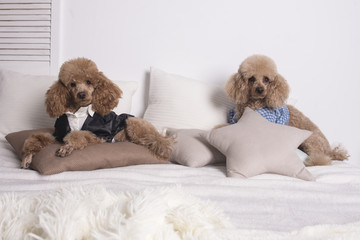 dressed poodles