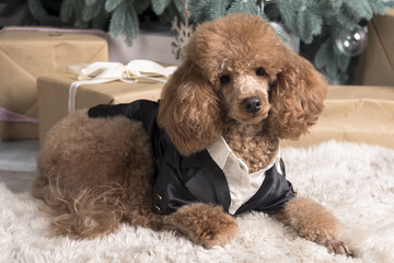 poodle in costume
