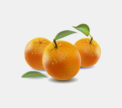 Vector illustration of a orange isolated on white background. Realistic vector.