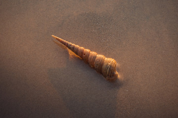 Isolated elongate shape of tower shell (Turritella Communis) lies on the sand beach with warm morning light.