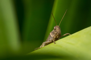 A lovely grasshopper on the leaf