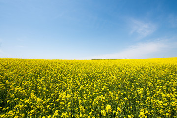 Fototapeta premium 유채꽃 바다와 섬