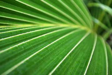 Fototapeta na wymiar Coconut palm leaf close up background.