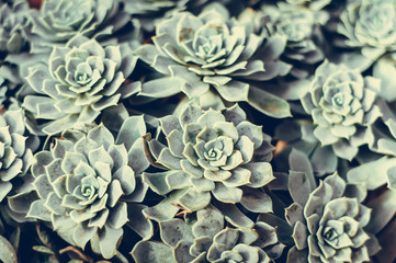 Background of succulents