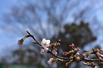 早めに咲いた日本の桜