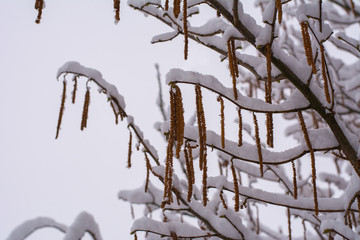 Haselstracuh verschneit im Winter