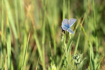 blauer Schmetterling-Bläuling-auf einem Grashalm 