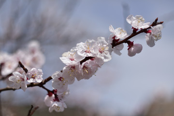 早めに咲いた日本の桜