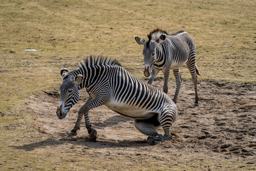 Fototapeta na wymiar Wild zebra in a zoo