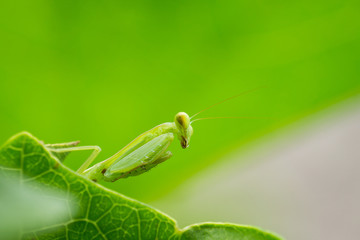 A lovely mantis on the leaf