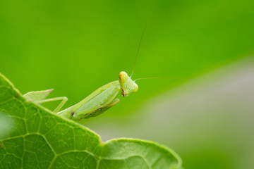 A lovely mantis on the leaf