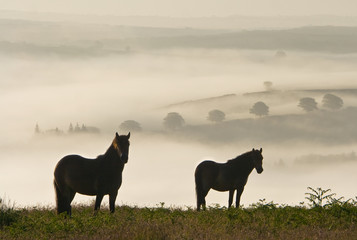 Exmoor Ponies on Winsford Hill