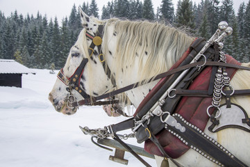 Pferdekutsche - Winter - Haflinger - Noriker - Detail