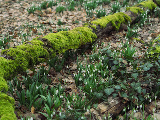 Snowdrops flowers blooming meadow in early spring woods