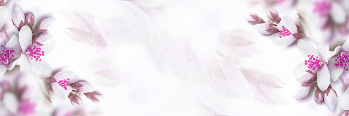 White and pink beige jasmine flower blooming panorama. Faded colors. Shallow depth soft focus....