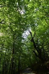 Floresta