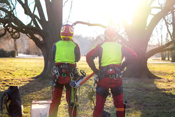 Two arborist men standing against two big trees.  The worker with helmet working at height on the trees. Lumberjack working with chainsaw during a nice sunny day. Tree and nature 