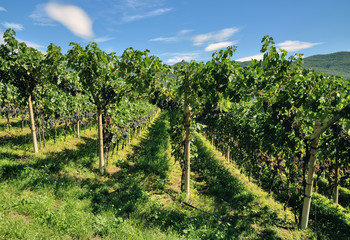 Weinbau am Kalterer See an der Südtiroler Weinstrasse,Trentino,Italien