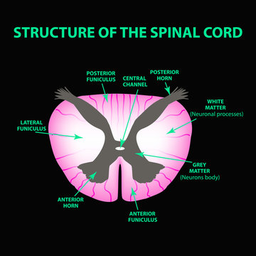 The structure of the spinal cord. Infographics. Vector illustration on black background.