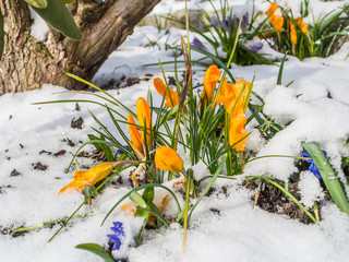 Orange Krokusse mit Schnee