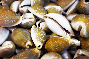 Brown Sea Shells collection for sale background