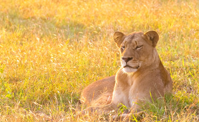 Fototapeta na wymiar Close up of a female African Lion in a South African wildlife game reserve at sunrise