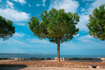 Obraz premium Evergreen pine tree on seaside promenade