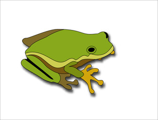 Cartoon big green frog on white background